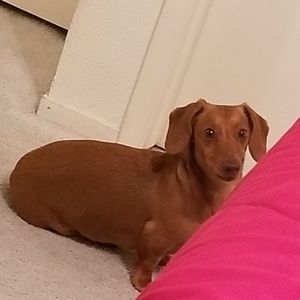 Meet your Posher, Priscilla